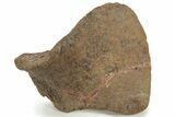 Hadrosaur (Edmontosaurus) Astragalus (Ankle Bone) - Wyoming #229175-1